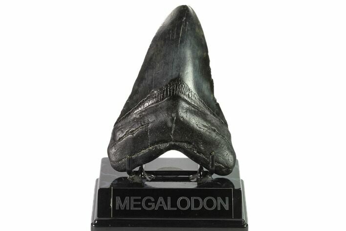 Fossil Megalodon Tooth - South Carolina #135454
